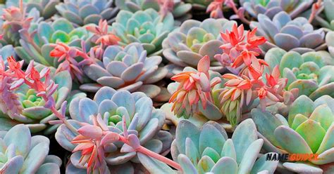 Best Business Name Ideas for Succulent Shop That'll Make You Thrive