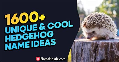Top Secret Hedgehog Business Name Ideas You Can't Resist