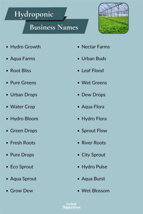 Best Hydroponic Business Name Ideas 2023