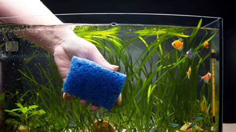 What Are Fischcides? Safe Cleaning For Your Aquariums Explained